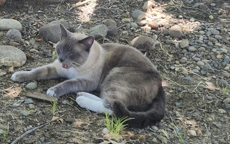 A lost cat’s mysterious 2-month, 900-mile journey home to California