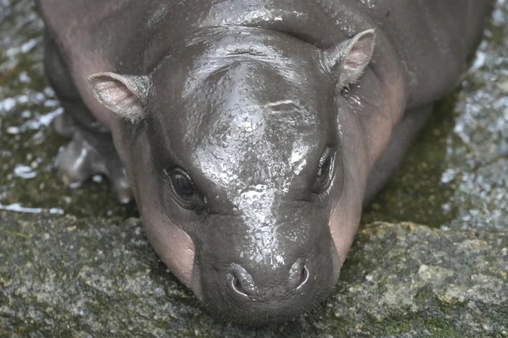 Thailand’s adorable pygmy hippo Moo Deng has the kind of face that launches a thousand memes