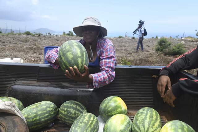 Jamaica’s female farmers rebuild after Hurricane Beryl through women-led cash voucher program