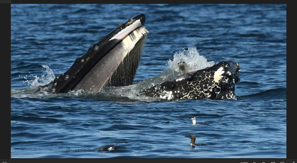 A bewildered seal found itself in the mouth of a humpback whale