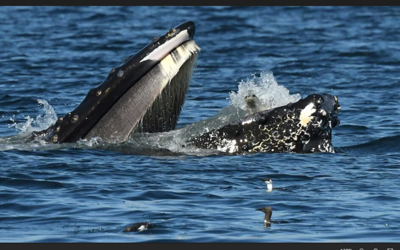 A bewildered seal found itself in the mouth of a humpback whale