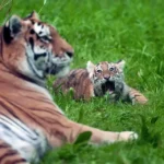 Pair of rare Amur tiger cubs debuting at Minnesota Zoo are raising hopes for the endangered species