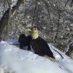 A new eagle camera is going live in Minnesota to the delight of global viewers