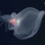 First-of-Its-Kind Glowing Sea Creature Discovered in Ocean’s ‘Midnight Zone’