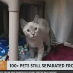 After Eaton Fire devastation, over 400 pets reunited with owners, but more than 100 still awaiting reunion