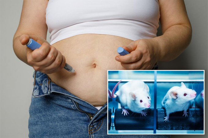 Natural alternative to Ozempic made mice eat up to 50% less — without side effects