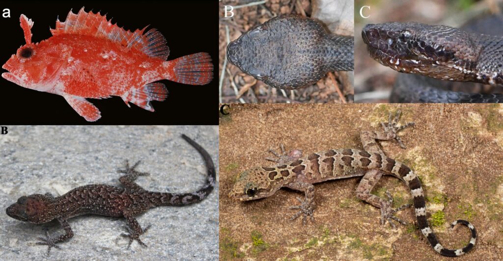 Deep-sea worms waiting in ambush and reptiles lurking on walking trails