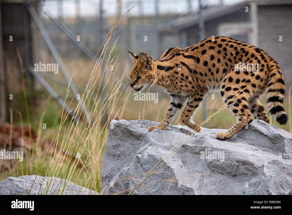 Wild African cat that makes a poor pet is seized from Texas garage after tip
