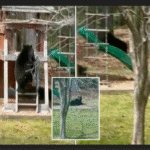 A bear is spotted in Connecticut playing on family’s backyard slide