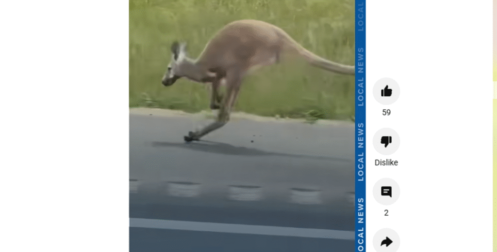 Runaway kangaroo on the loose named Sheila shuts down Alabama interstate