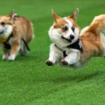 Little legs, big dreams: More than 100 teams compete in Lithuania’s international Corgi race