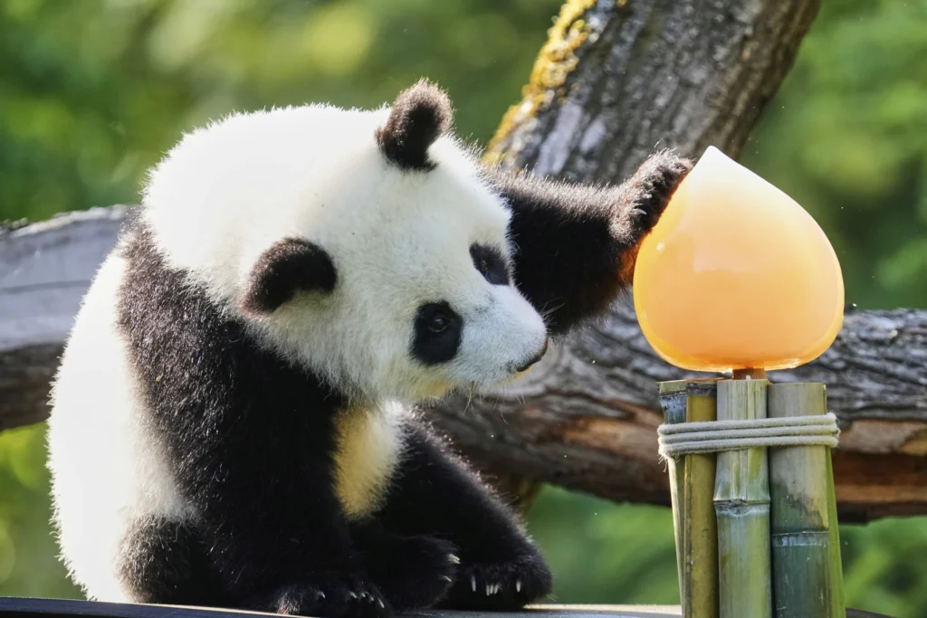 Photos show twin giant panda cubs celebrating their first birthday in Berlin zoo