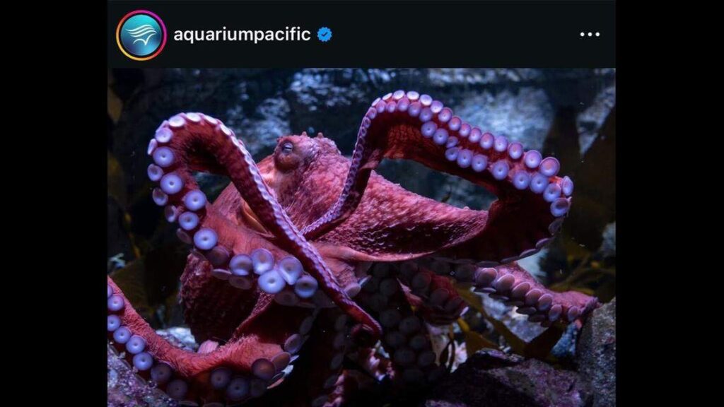 Dying octopus tends to thousands of eggs that will never hatch at California aquarium