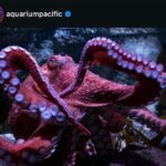 Dying octopus tends to thousands of eggs that will never hatch at California aquarium