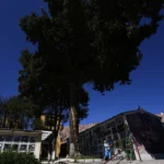 Devotees say Bolivia’s lightning-struck ‘miracle tree’ conjures luck