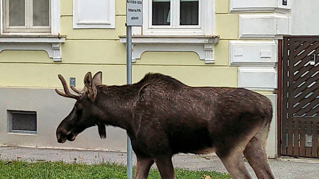 The adventures of Emil the moose keep a corner of Austria on its toes