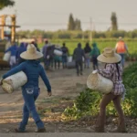 1.2 million immigrants are gone from the US labor force under Trump, preliminary data shows