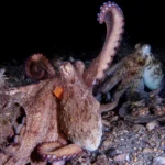 How to use 8 arms? Octopuses tend to explore with their front limbs