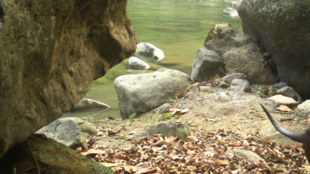Chance sighting during tiger survey leads to first-of-their-kind photos in India
