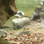 Chance sighting during tiger survey leads to first-of-their-kind photos in India