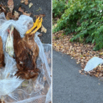Mutilated birds found drained of blood in New York as conspiracies of dark rituals and cult-like killings loom