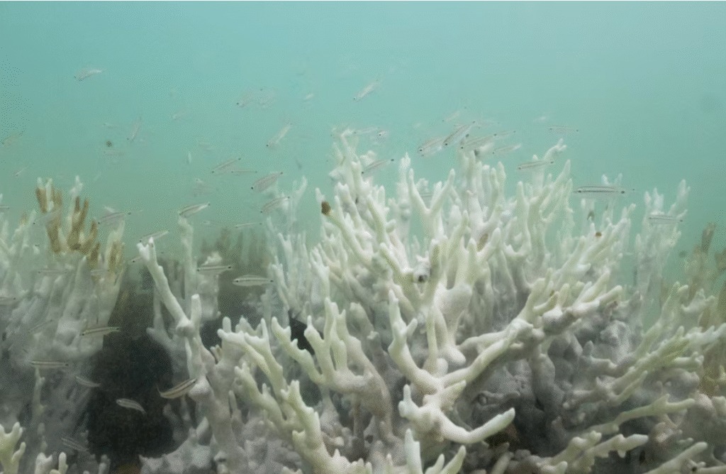 Climate tipping points are being crossed, scientists warn ahead of COP30