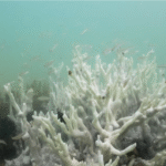 Climate tipping points are being crossed, scientists warn ahead of COP30