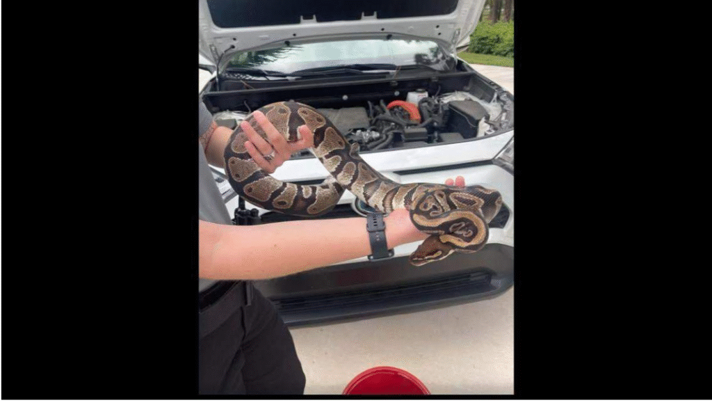 Large invasive snake found coiled around woman’s car engine