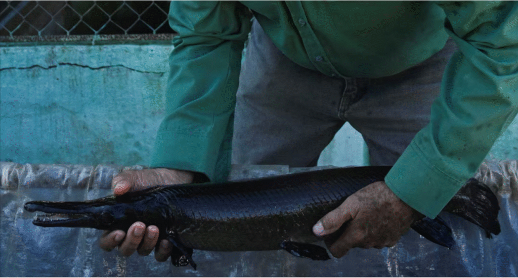 Cuban scientists race against time to save fish as old as the dinosaurs