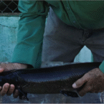 Cuban scientists race against time to save fish as old as the dinosaurs