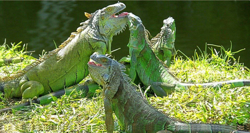 Can iguana poop make you sick? What the experts say