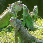 Can iguana poop make you sick? What the experts say
