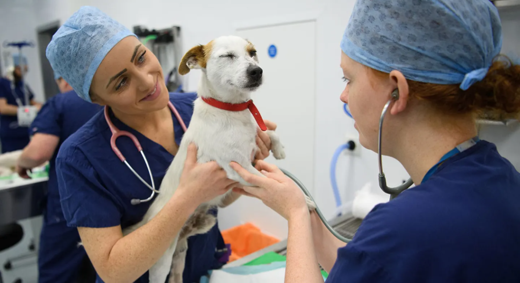 Dog food company recalls 300 cases sold nationwide over plastic contamination fears