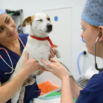 Dog food company recalls 300 cases sold nationwide over plastic contamination fears