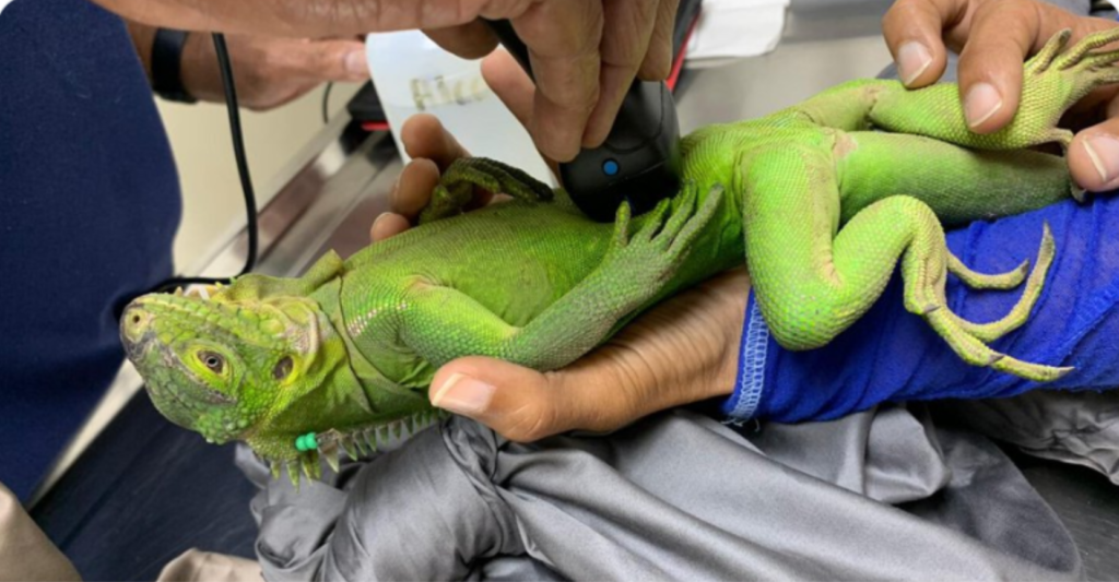 Uninhabited Caribbean islet blossoms into love nest for critically endangered iguana