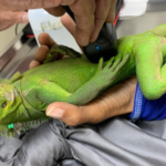 Uninhabited Caribbean islet blossoms into love nest for critically endangered iguana
