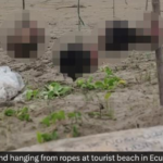 5 human heads found hanging on a beach in Ecuador