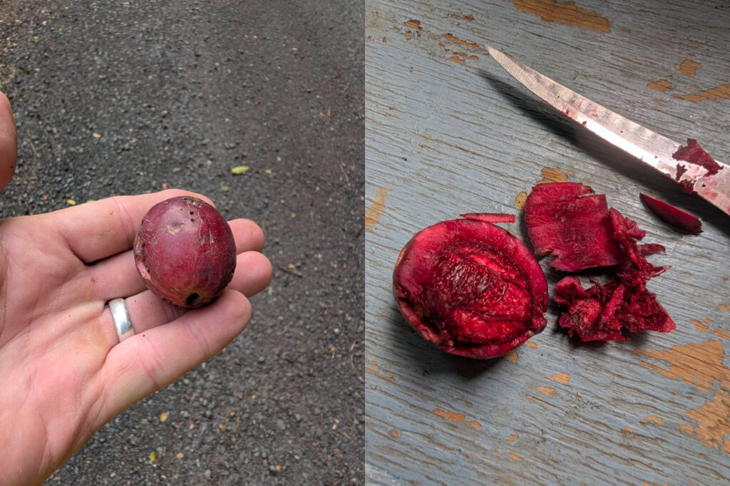 The ‘Love Apple’ Returns: Mike Allgeier Spots the First Otaheite Apples of the Season