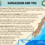 ROTTEN EGGS & RECORD BREAKERS: DPNR Warns of 1.7 Million Ton Sargassum Tidal Wave for 2026
